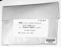 Geaster radicans image